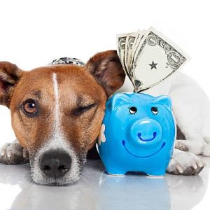 Dog with piggy bank for financing dog training.
