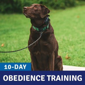 10-Day Basic Obedience (On-Leash)