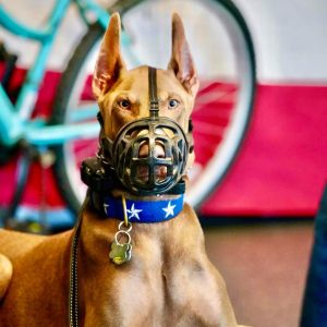6-Week Behavior Modification Program