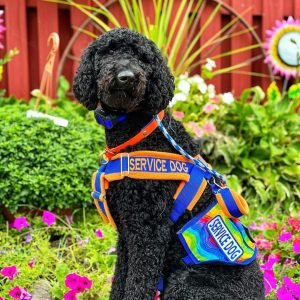 10-Week Service Dog Training Program