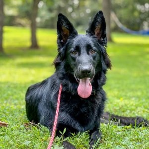 4-Week Obedience Training