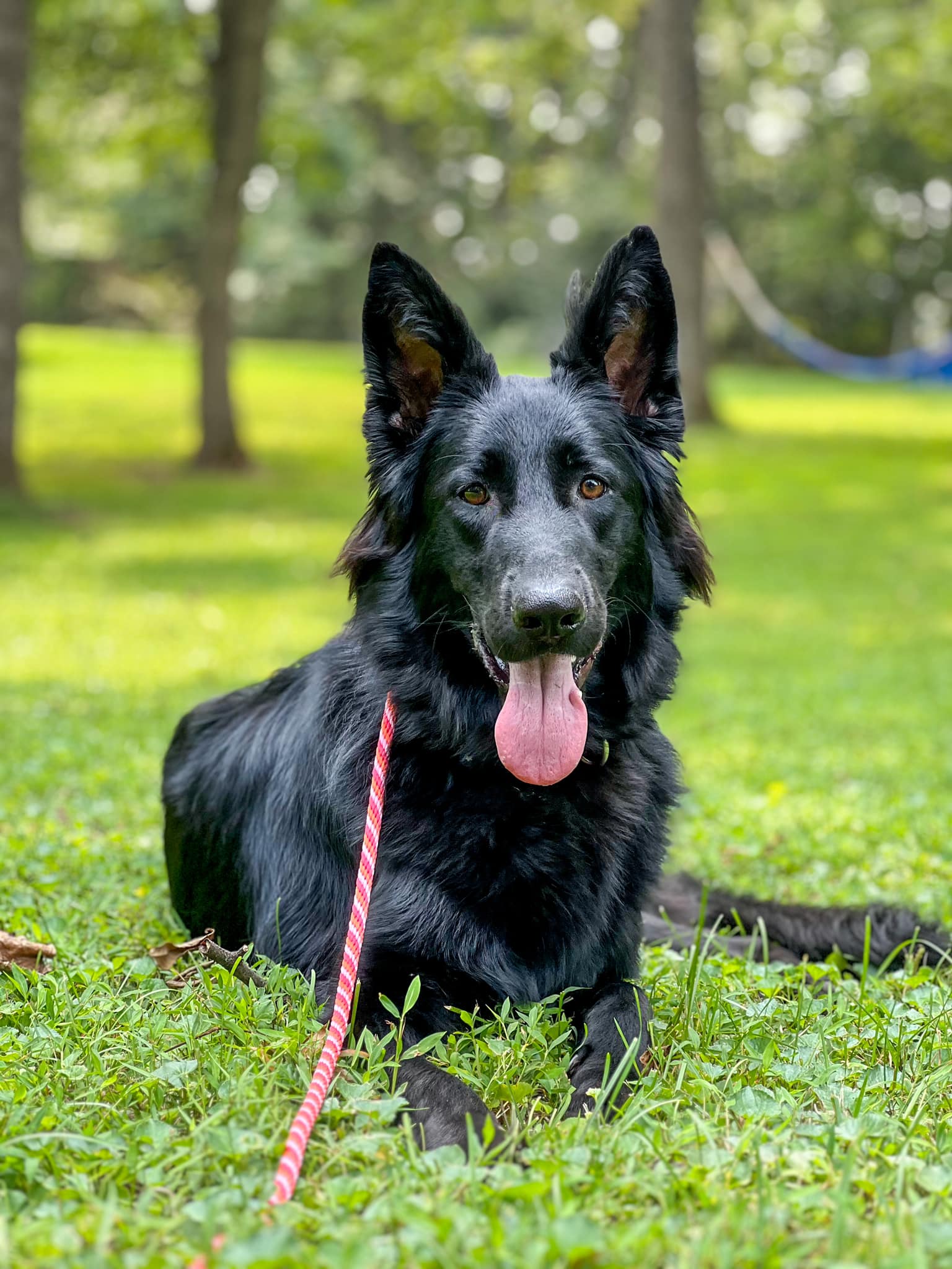 4-Week Obedience Training