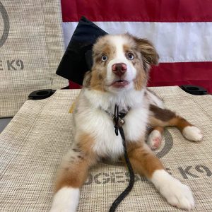 Double Dog 3 Week Program