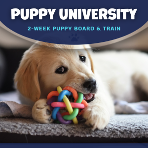 Puppy Training Program