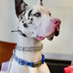4-Week Behavior Modification Program