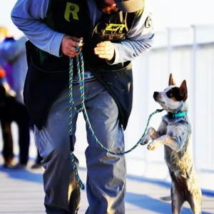 Shadow Dog Trainer Comprehensive Program