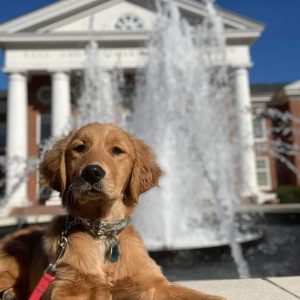 Triple Dog Program Part 1
