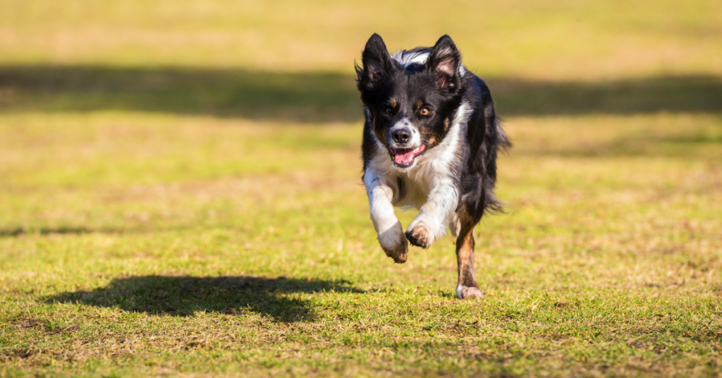 Dog Training for Stress-Free Spring Travel: 10 Powerful Tips 1