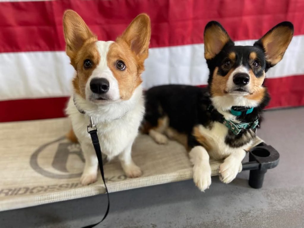 These are two well-mannered dogs posing for a picture in our dog trainer's home during training.