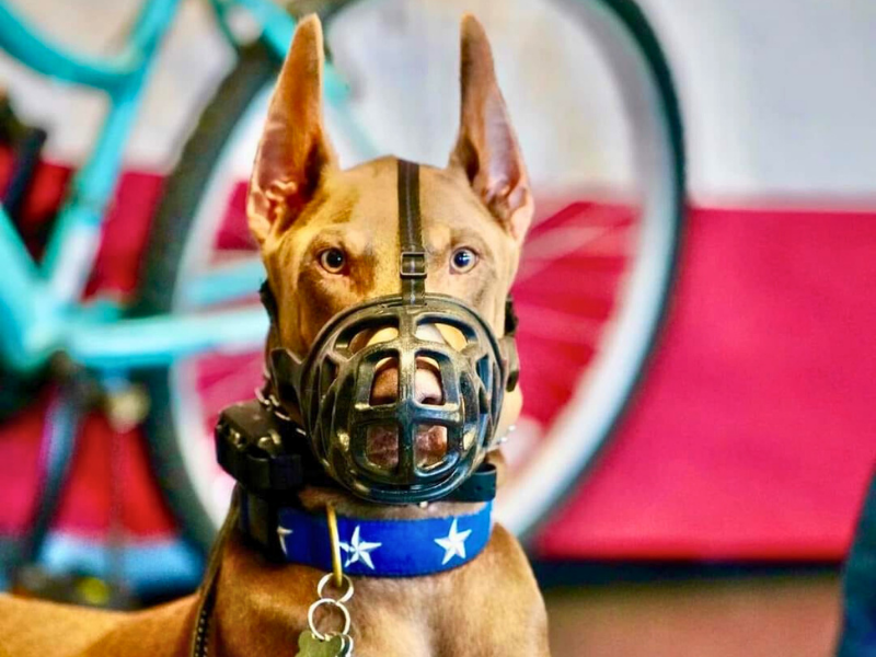 This is a dog in a muzzle during our behavior modification program.