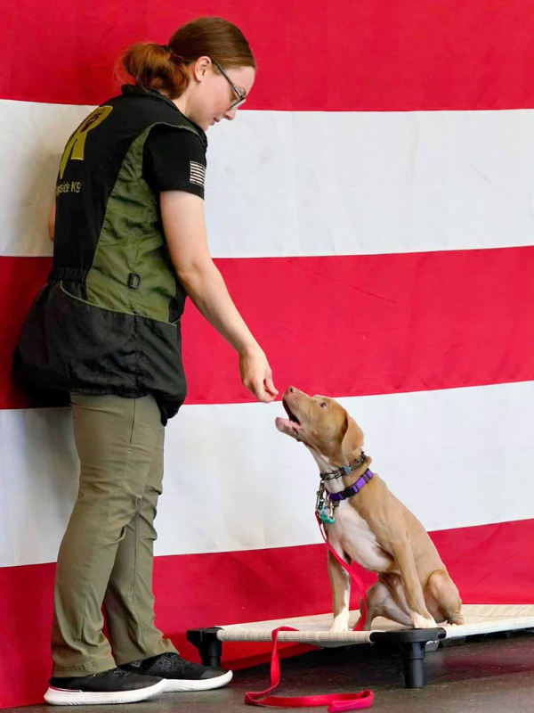 Professional dog obedience training in Fredericksburg, MD, at the Ridgeside K9 facility in Maryland.