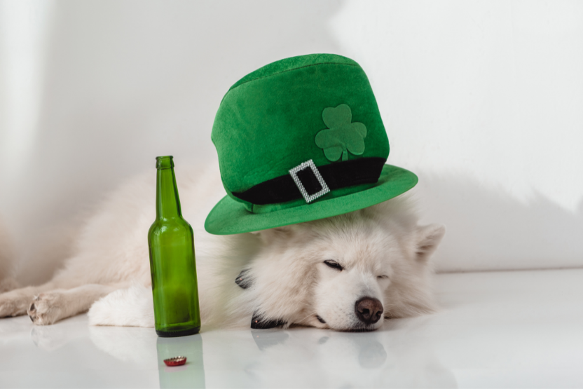 Dog relaxing on a mat while people socialize during a holiday gathering