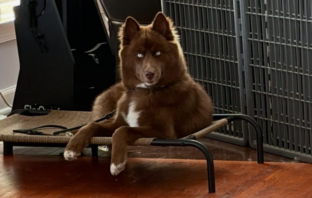 This is a Siberian Husky on a place cot after exercising.